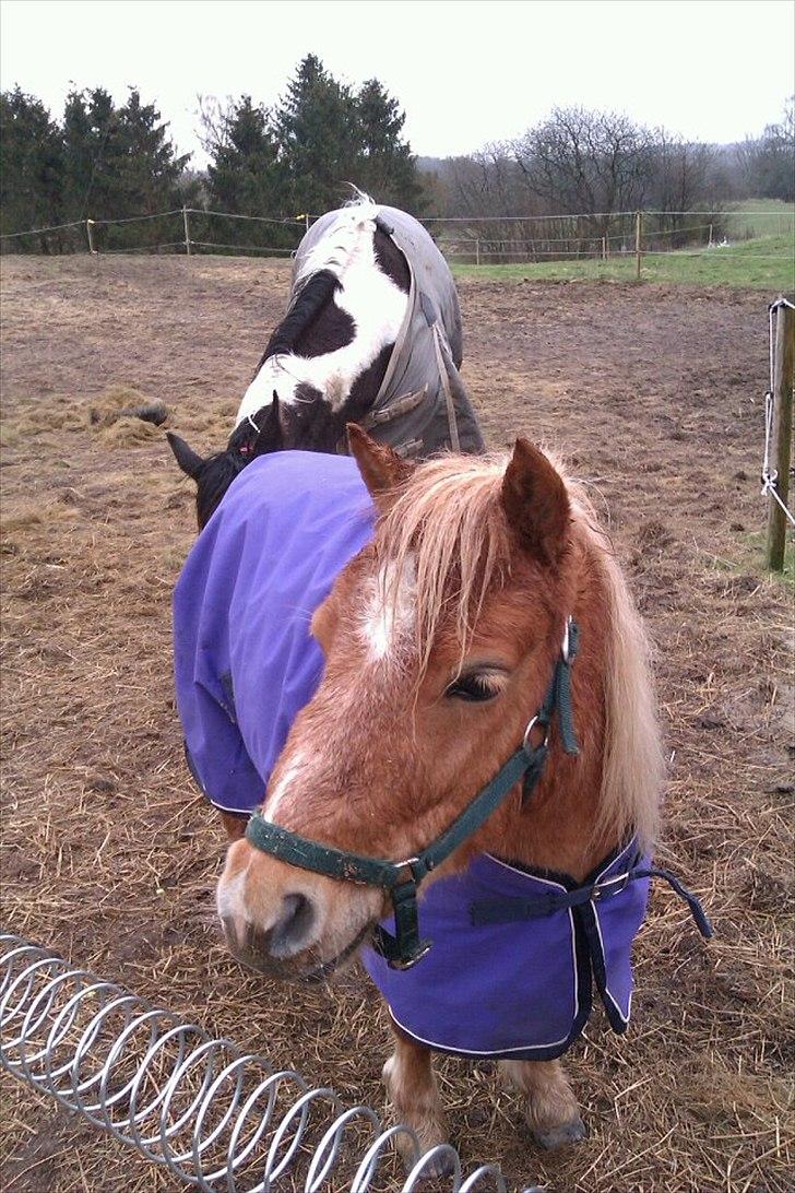 Shetlænder Sam  - Sam og Mikado billede 4