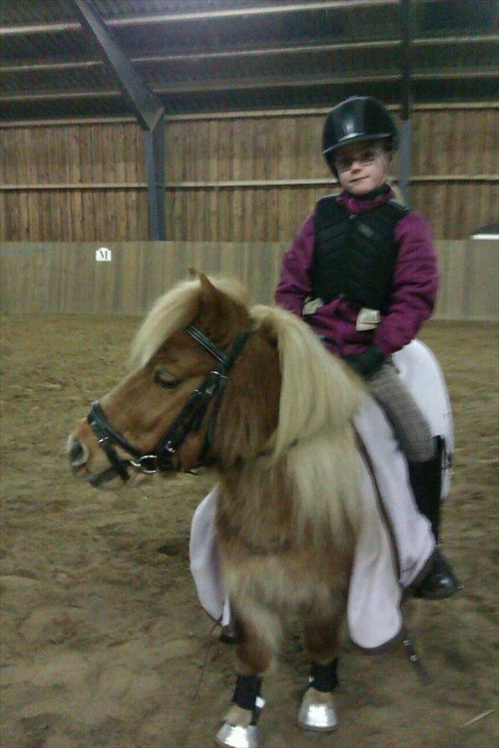 Shetlænder Sam  - Sam og Catrine i ridehus billede 5