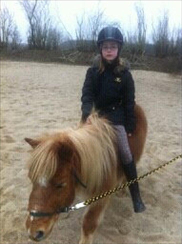 Shetlænder Sam  - Sam og Catrine billede 7