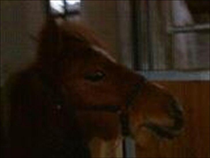 Shetlænder Sam  - Sam billede 8