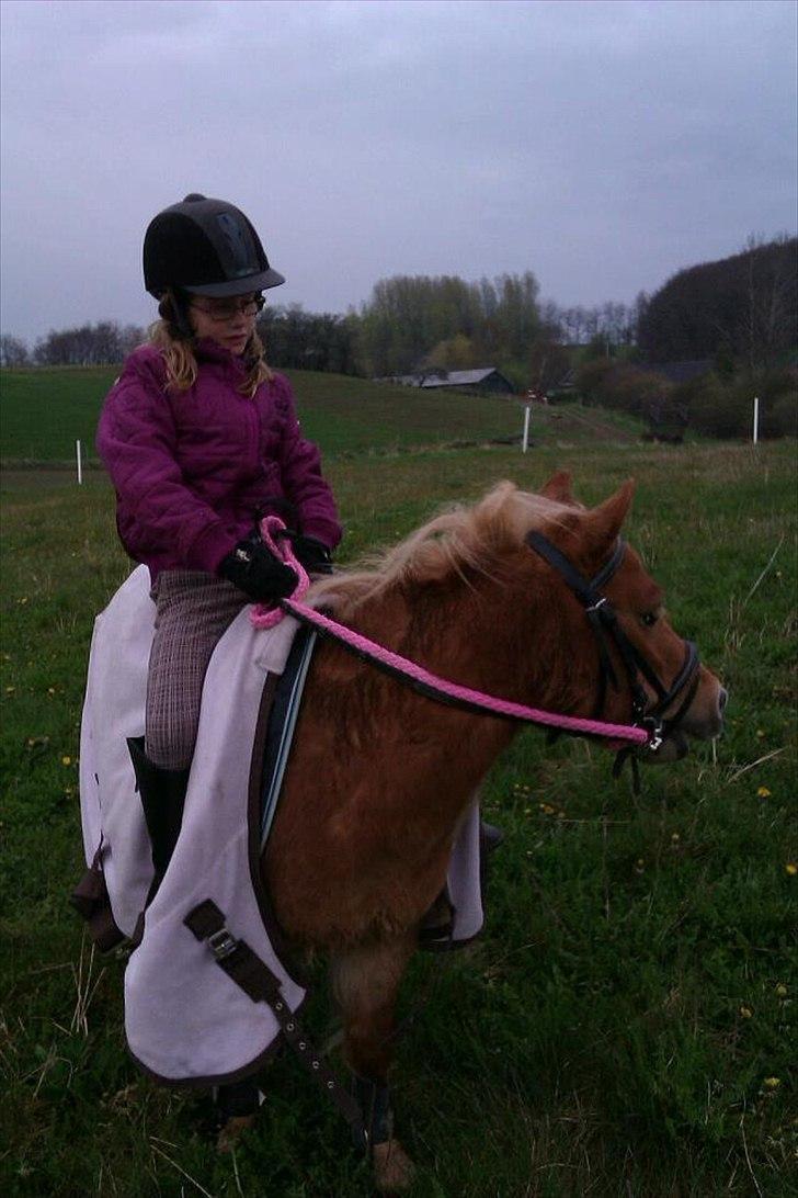 Shetlænder Sam  - Sam og catrine på tur billede 9