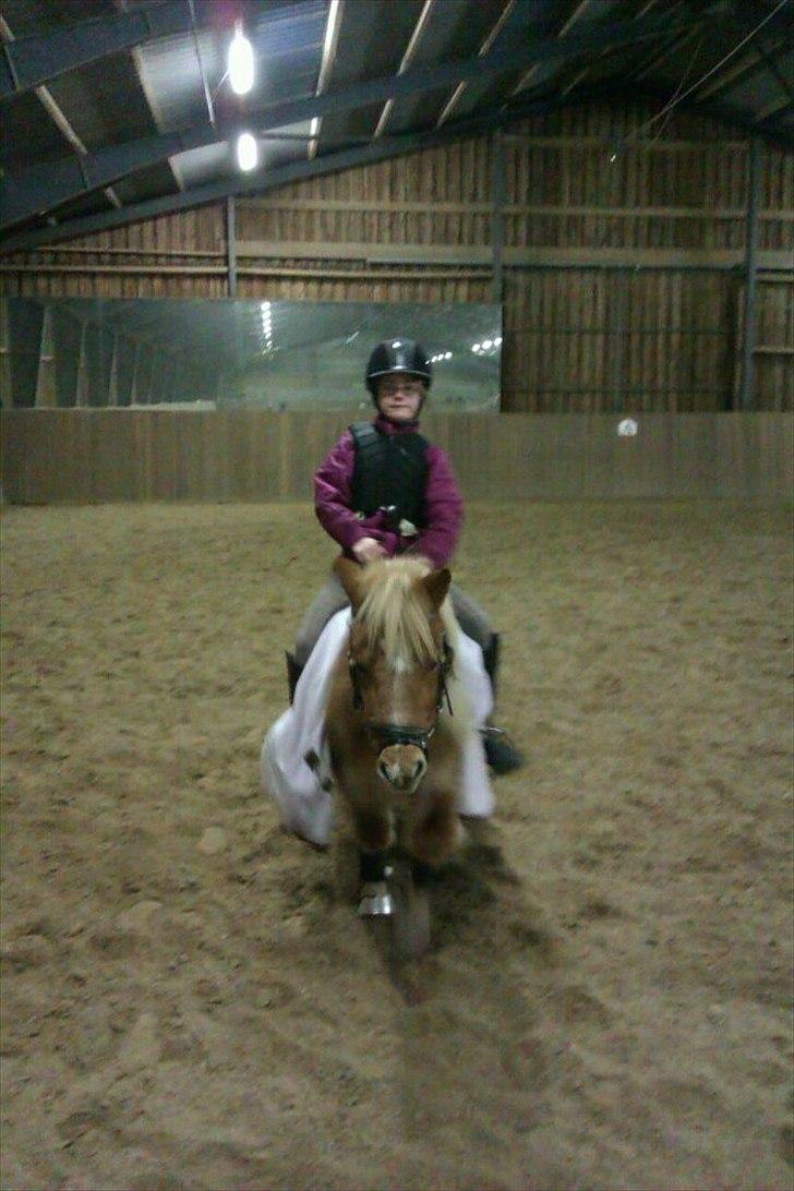 Shetlænder Sam  - Sam og catrine i ridehus<3 billede 10