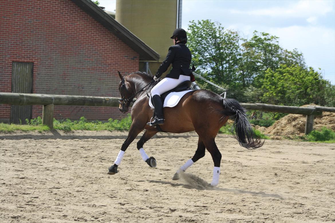 Holstener Cassi - Allerførste stævne på Cassi billede 4