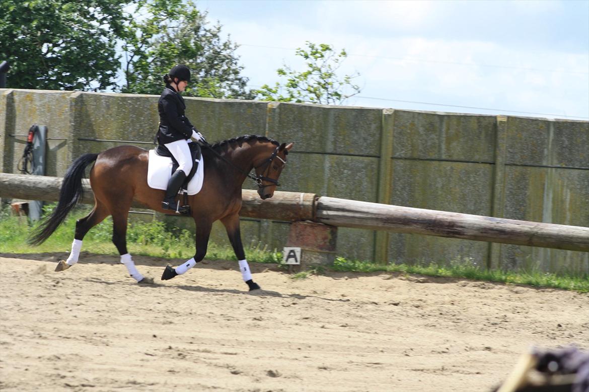 Holstener Cassi billede 15