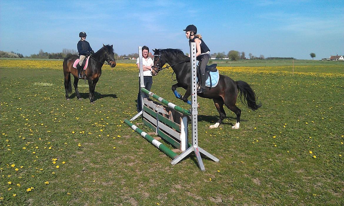 Welsh Pony (sec B) Lyngvejens Malu - elsker dig!!!! billede 6