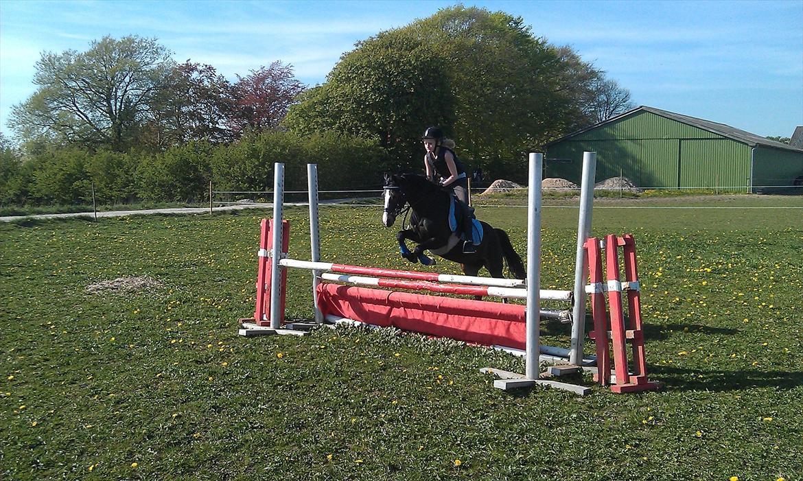 Welsh Pony (sec B) Lyngvejens Malu - Malu springer over alle spring <3 billede 4
