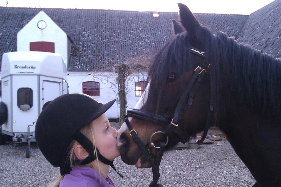 Welsh Pony (sec B) Lyngvejens Malu - KYYYYYYYYYYYYSSSSSS!!!! billede 3