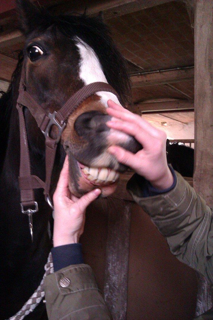 Welsh Pony (sec B) Lyngvejens Malu - Malu er super glad :-D billede 7