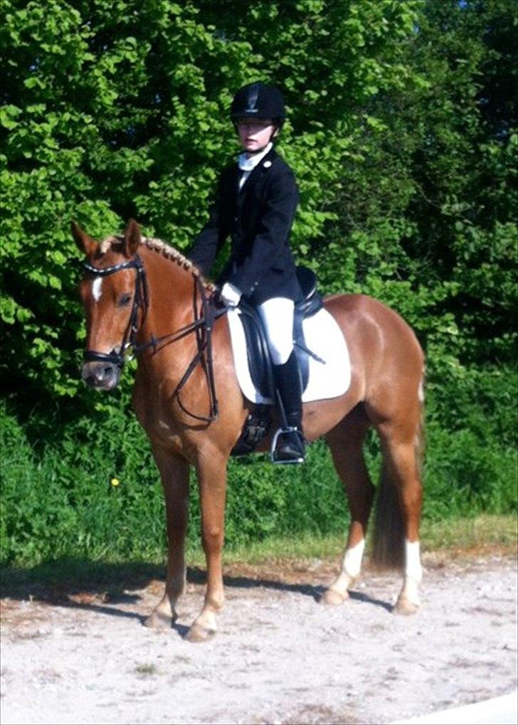 New Forest Kjantes valentijn Isabella <3  billede 14