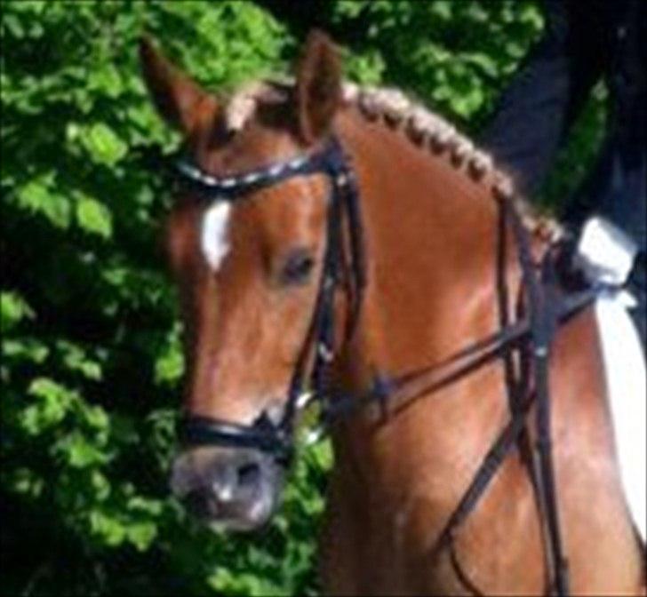 New Forest Kjantes valentijn Isabella <3  billede 15