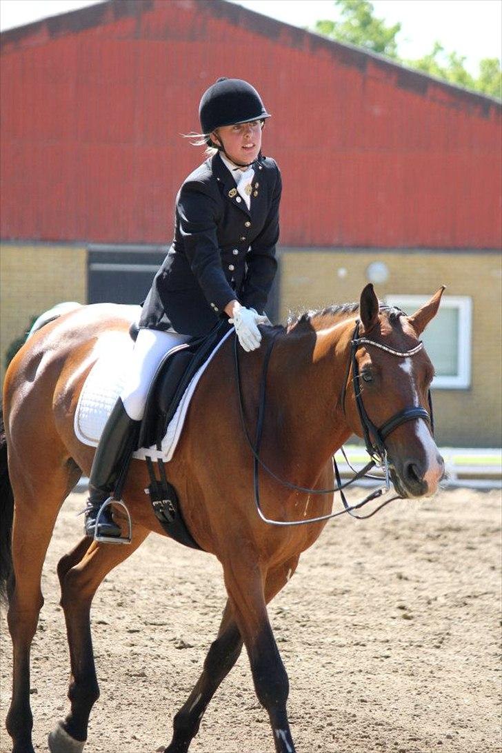 Dansk Varmblod Sandbæk's Wonder-Hitt - A hest - taget af CHS photo billede 10