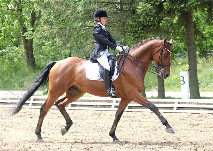 Dansk Varmblod Sandbæk's Wonder-Hitt - A hest - taget af CHS photo billede 6