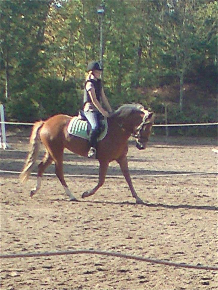 New Forest Kjantes valentijn Isabella <3  billede 17