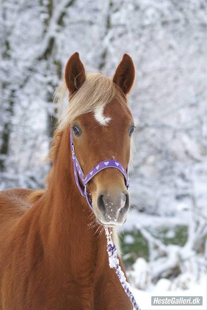 New Forest Kjantes valentijn Isabella <3  billede 18