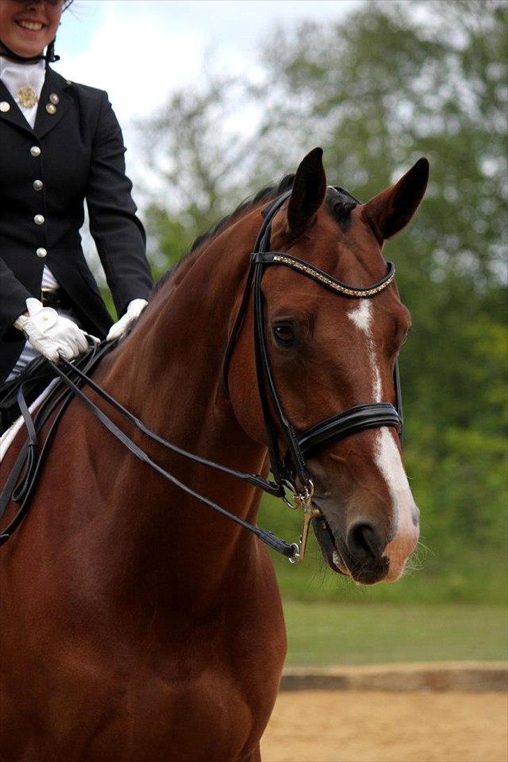 Dansk Varmblod Sandbæk's Wonder-Hitt - A hest - taget af CHS photo billede 12