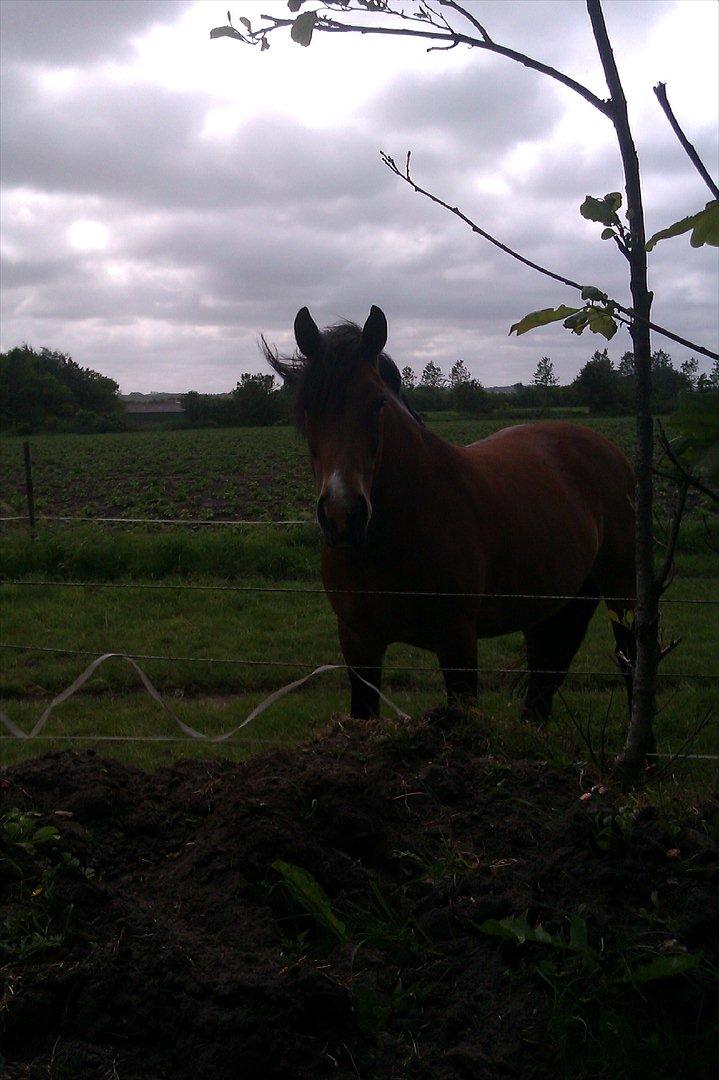 Nordsvensk Skovhest Smilla billede 16