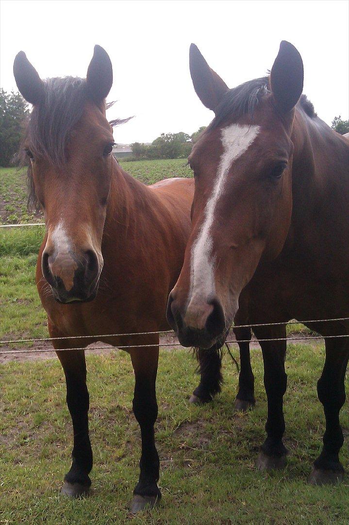 Nordsvensk Skovhest Smilla billede 17