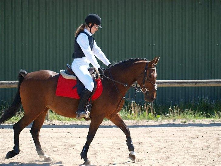 Anden særlig race Liesje - "Lykken er: Langvarige venskaber der holder - Ulykke er: Når lykken ikke varer evigt !"

Foto af -  Heidi Holst-Jensen billede 13