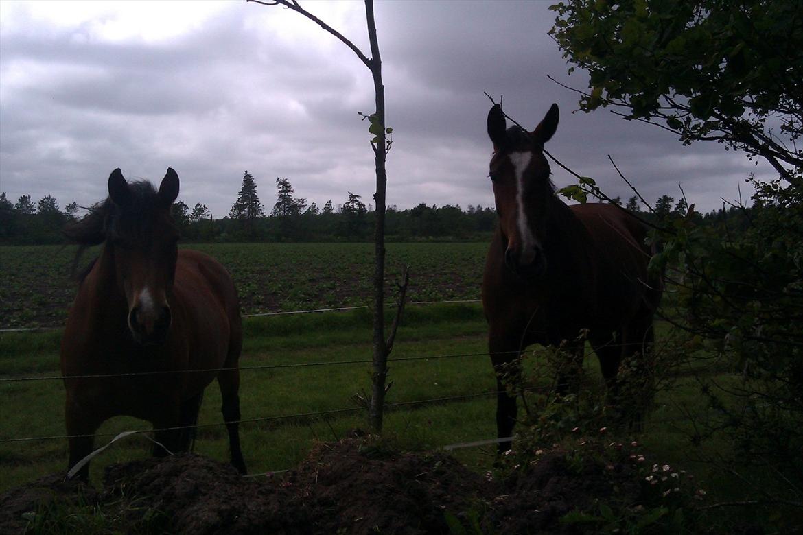 Nordsvensk Skovhest Smilla billede 18