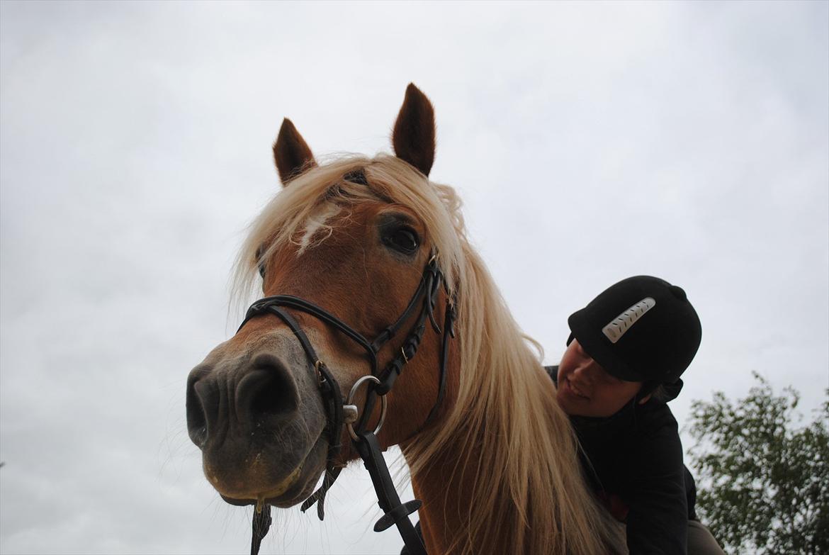 Haflinger Angelica Møllehøjgård - lykken er at være sammen med dig!! <3 <3
foto Rikke N (med mit kamera :P)
 billede 7