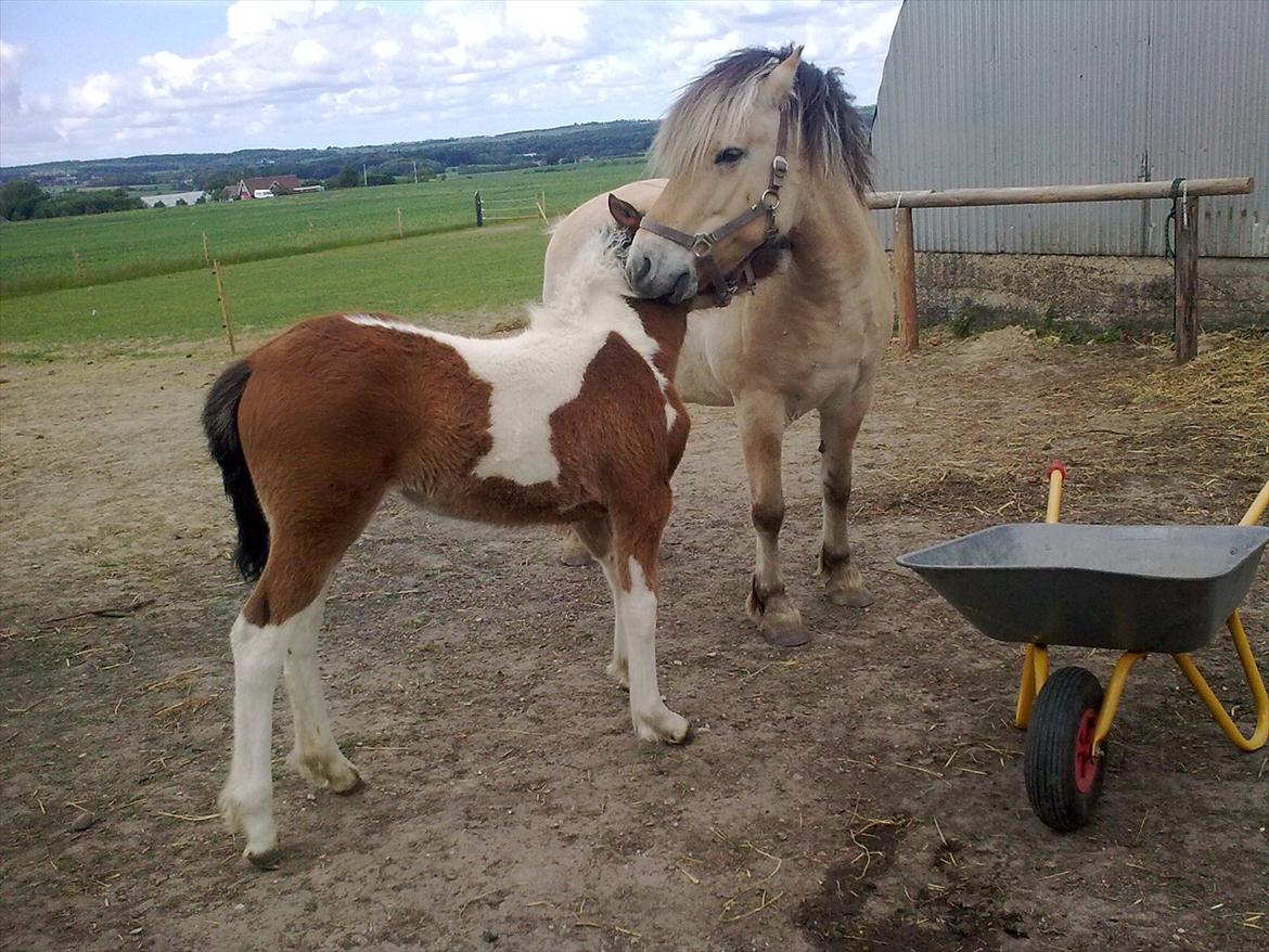 Fjordhest Ronja billede 14