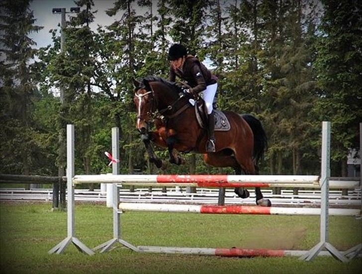 Hollandsk Varmblod Cesar B. - Stævne i Holstebro Sports Rideklub. Hvor vi blev nr 2 :) billede 10