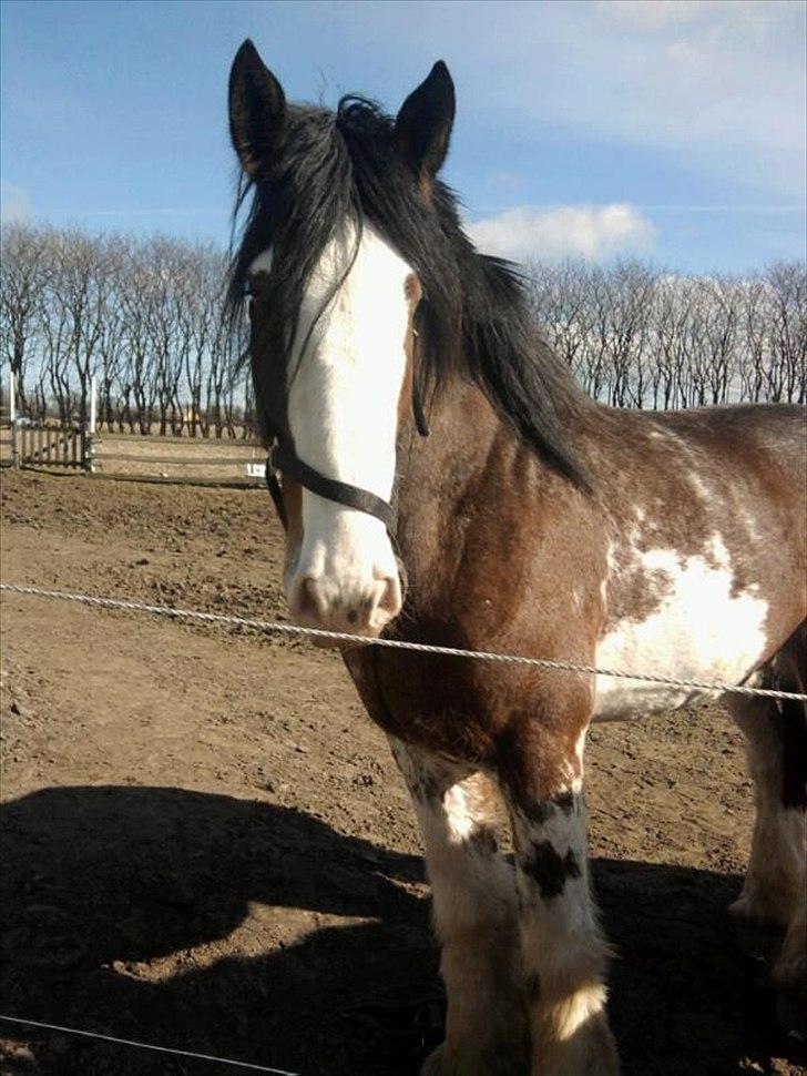 Clydesdale Howgillside Ideal Boy (RIP) billede 1