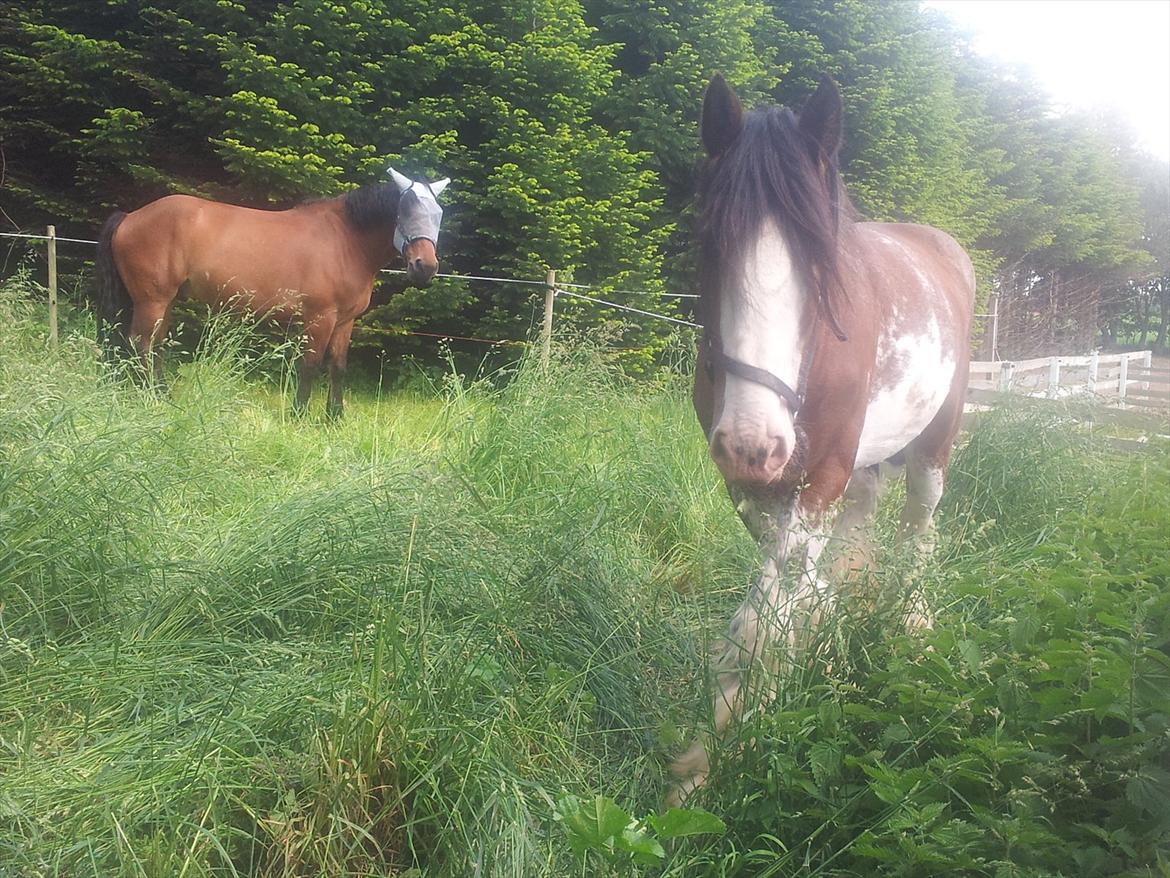 Clydesdale Howgillside Ideal Boy (RIP) billede 3