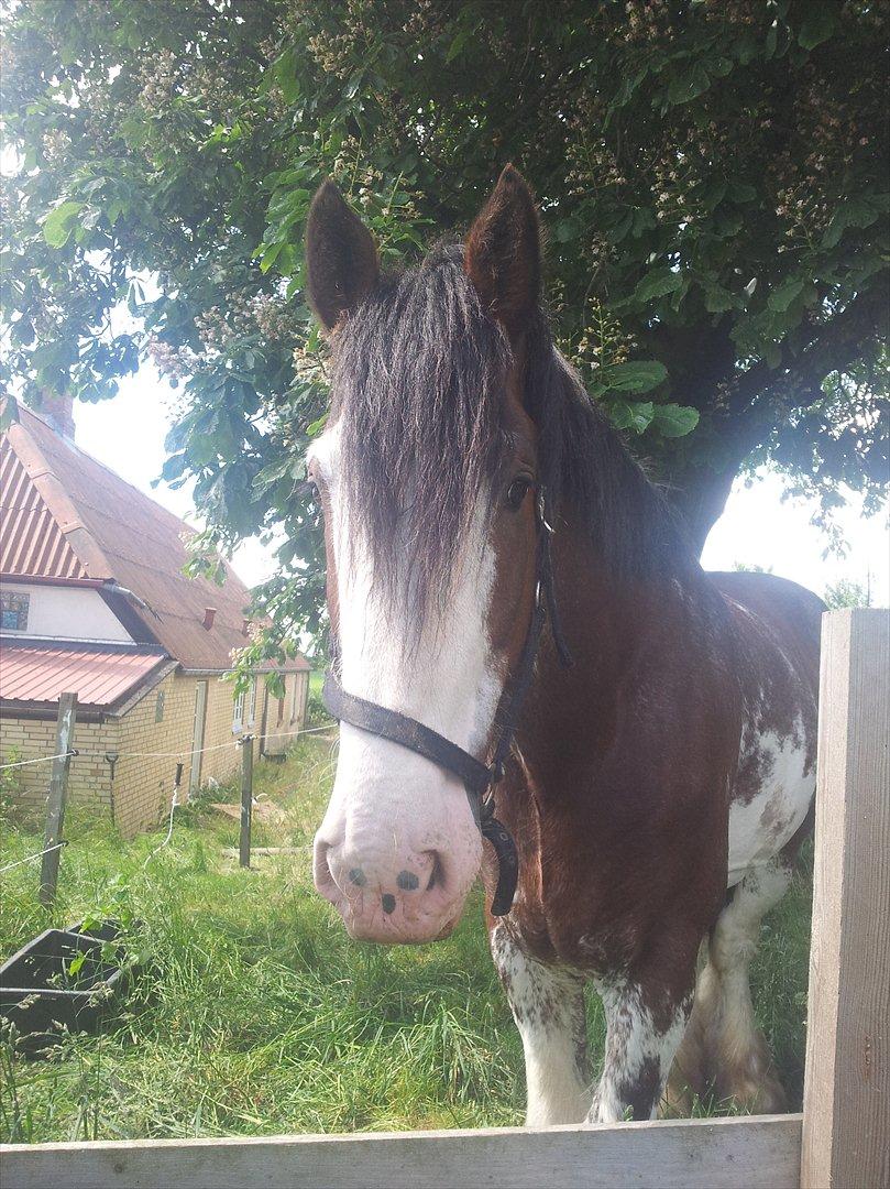 Clydesdale Howgillside Ideal Boy (RIP) billede 5