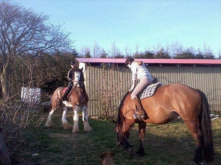 Clydesdale Howgillside Ideal Boy (RIP) billede 2