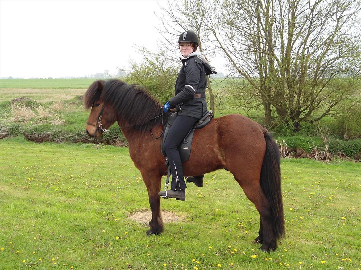 Islænder Jörfi fra Engimyri billede 20