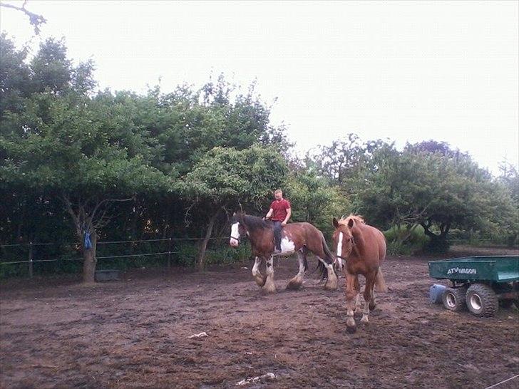 Clydesdale Howgillside Ideal Boy (RIP) billede 9