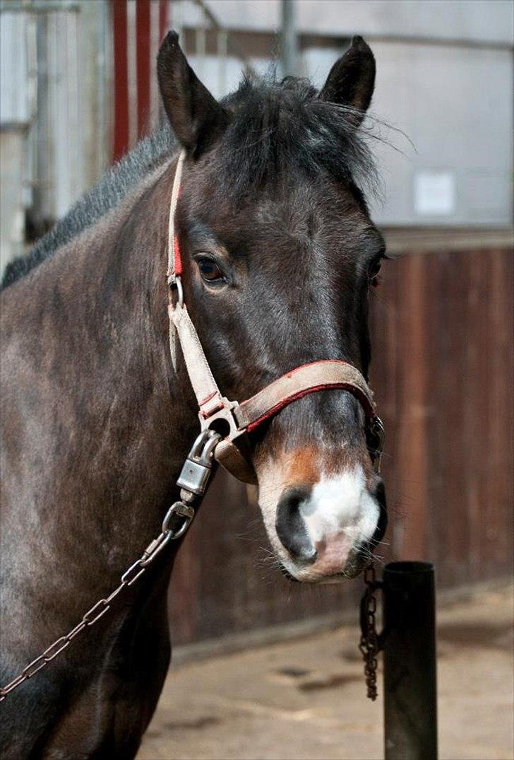 Anden særlig race Calypso - Min lækre ponse!<3:-* billede 16