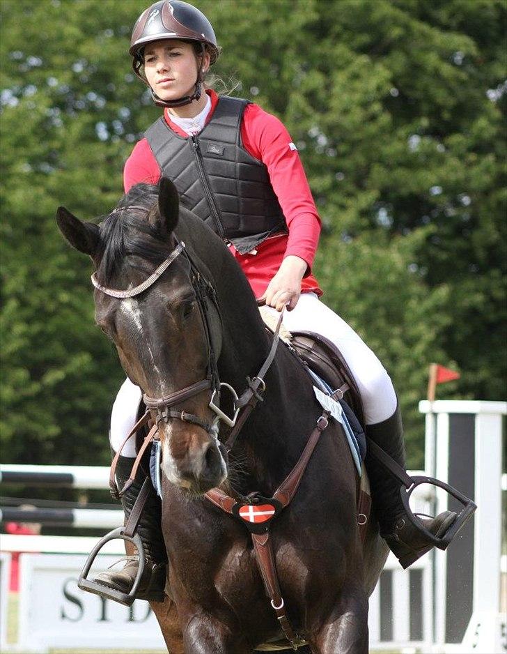 Hollandsk Varmblod Tim Town - Billede taget af: Malue Jasmine Silke Ramløs billede 3