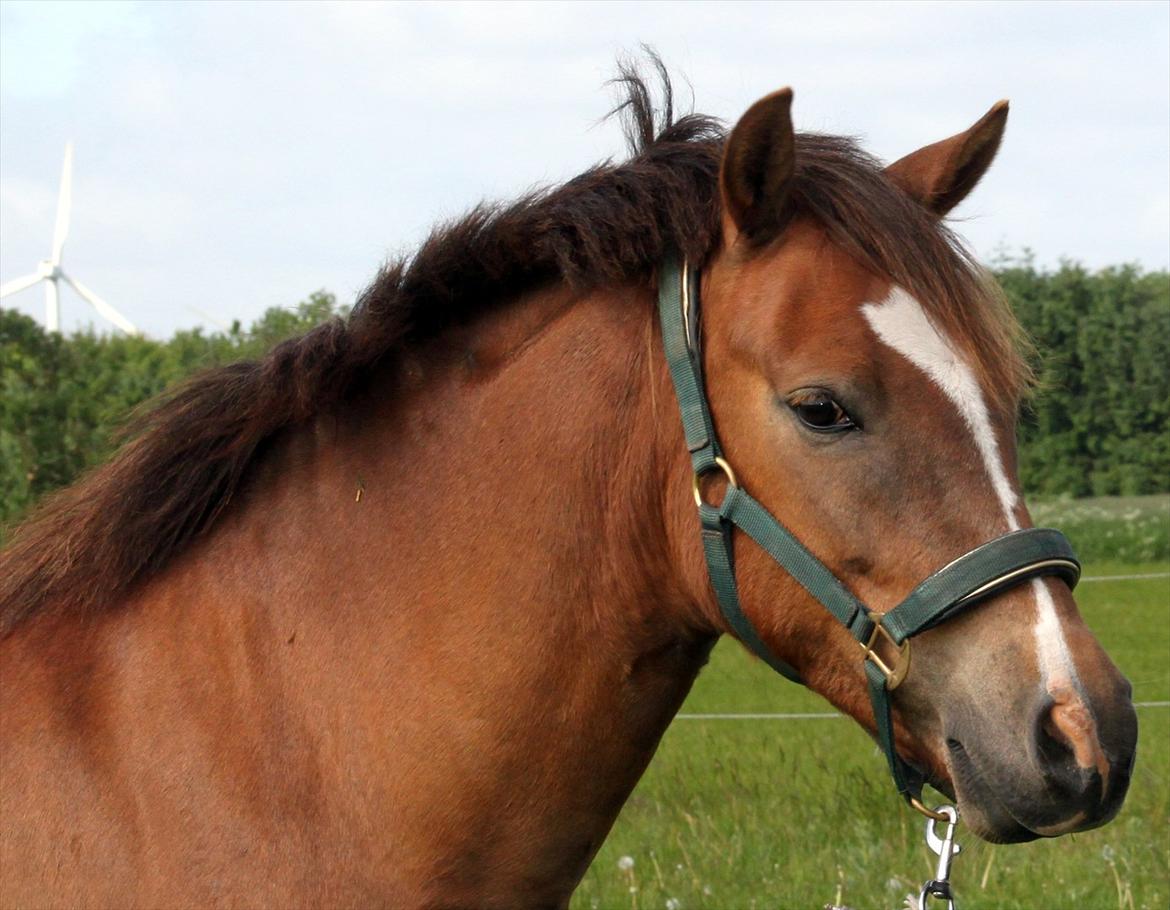 New Forest Bøgelys Bøg(Solgt) billede 2