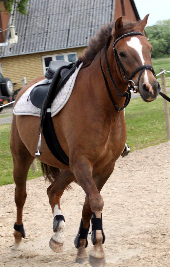 New Forest Bøgelys Bøg(Solgt) billede 3