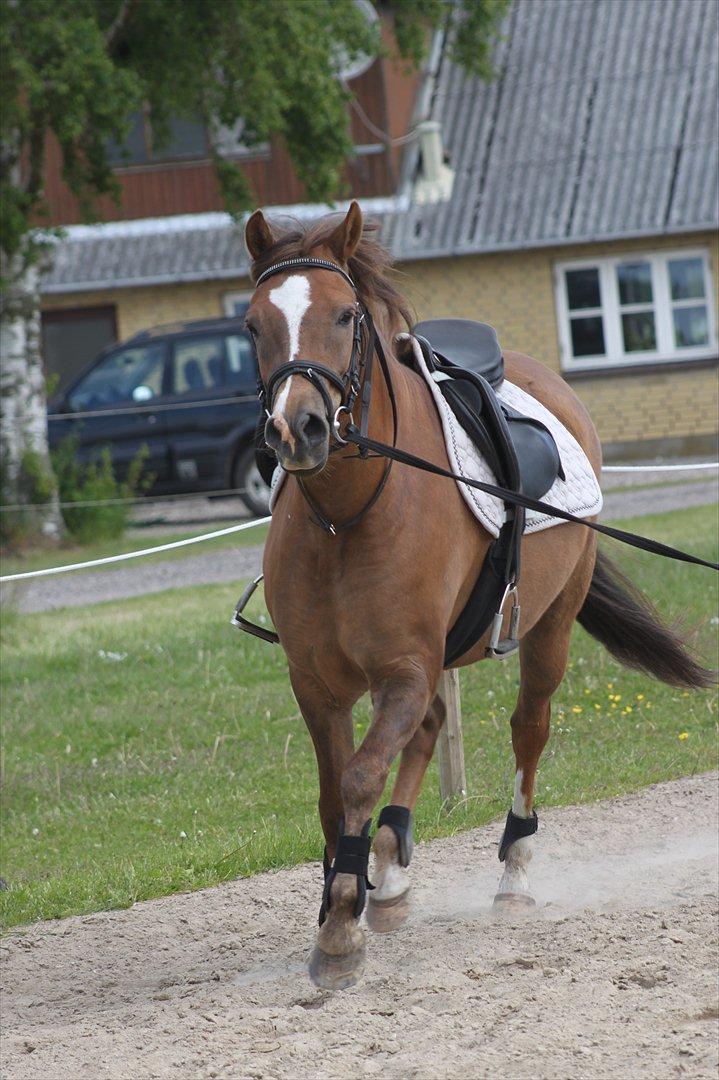 New Forest Bøgelys Bøg(Solgt) billede 4