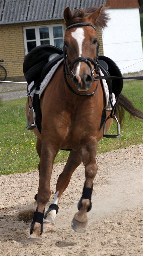 New Forest Bøgelys Bøg(Solgt) billede 5