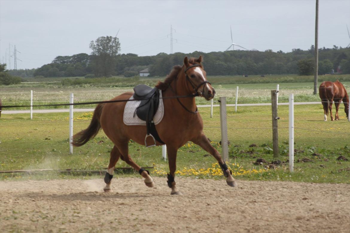 New Forest Bøgelys Bøg(Solgt) billede 6