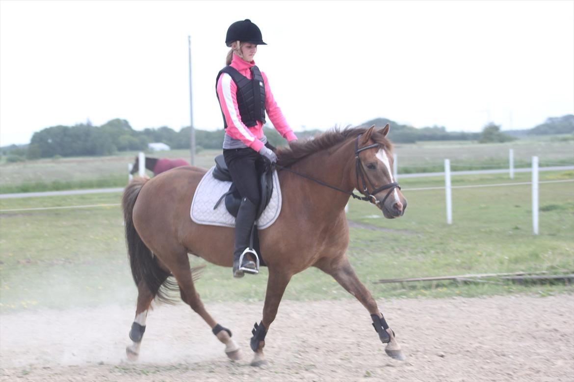 New Forest Bøgelys Bøg(Solgt) billede 7