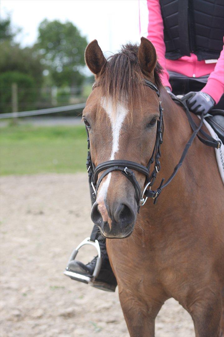 New Forest Bøgelys Bøg(Solgt) billede 8