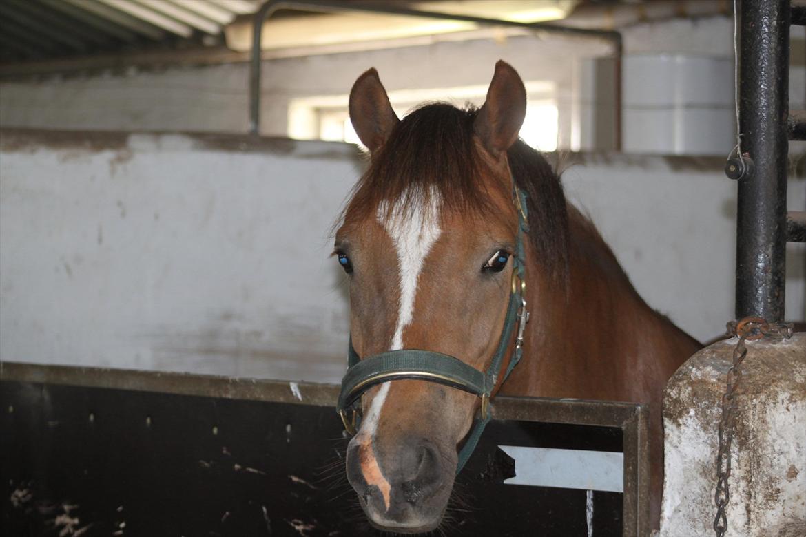 New Forest Bøgelys Bøg(Solgt) billede 9