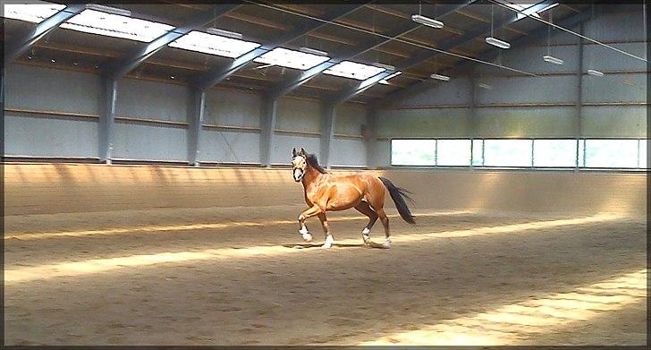 Dansk Varmblod D'Niemann-Sølyst [Himmelhest] - Løs i ridehuset efter longering 02.06.12. På Vestergården. billede 16