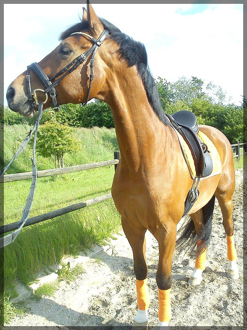 Dansk Varmblod D'Niemann-Sølyst [Himmelhest] - Inden en dejlig omgang dressur d. 04.06.12 på Vestergården. billede 17