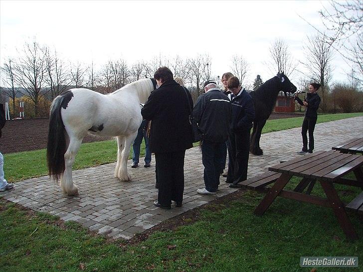 Tinker Hjortholm's Nova - NOVA Kåret d. 15 april 2012 med 205 points og fløj  billede 7