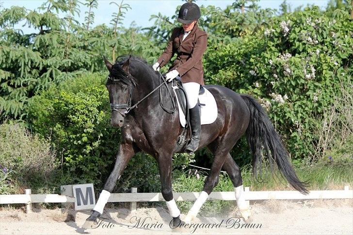 Dansk Varmblod Kastlund Diango (Solgt) billede 1