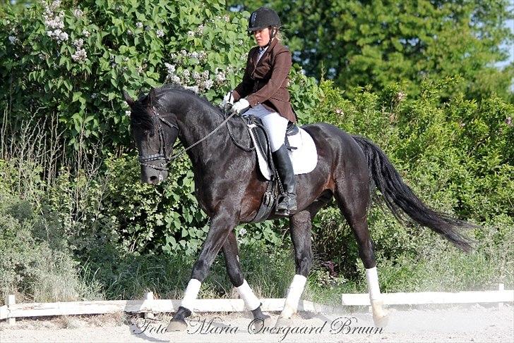 Dansk Varmblod Kastlund Diango (Solgt) billede 2