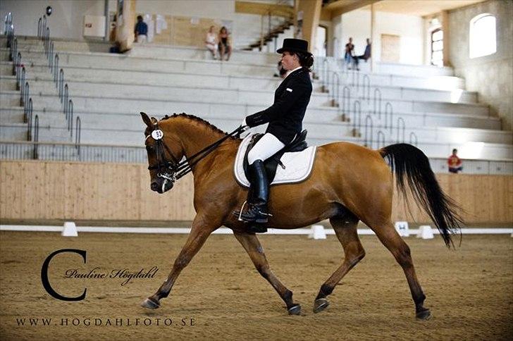 Arabisk fuldblod (OX) Mister Leon ox - Leon & jeg, EM 2010 i Sverige, på Bökeberg, PSG, og MB klasser billede 15