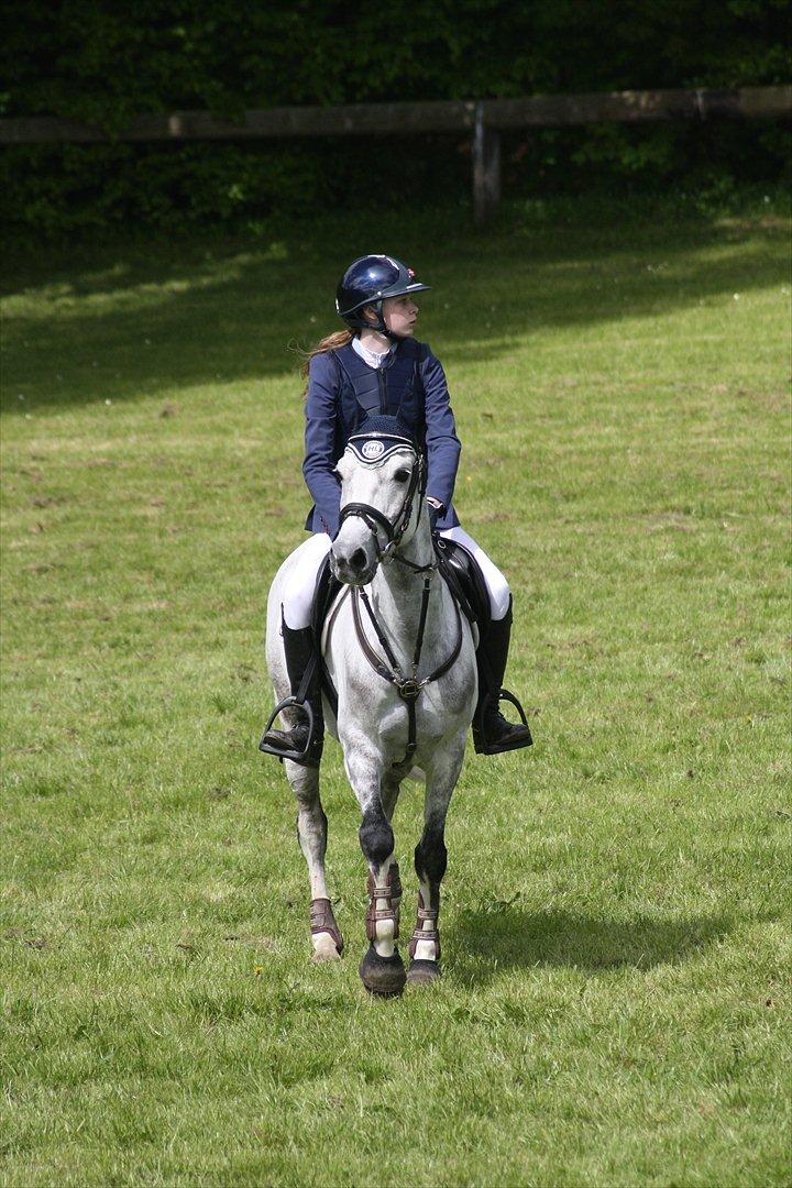 Anden særlig race Mr. Blue Sky ***Gunnar*** billede 2