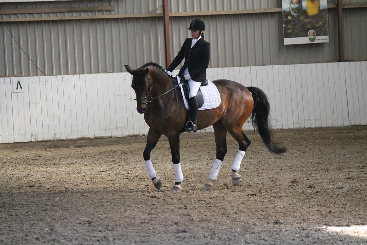 Dansk Varmblod Mi Grande billede 1